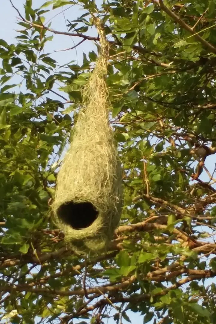 Sigiri Wilderness Resort Avudangawa